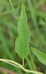 Ipomoea shumardiana