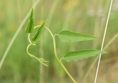 Ipomoea shumardiana