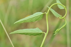 Ipomoea shumardiana
