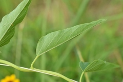 Ipomoea shumardiana