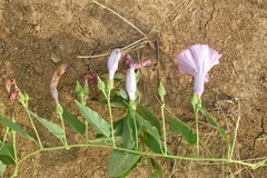 Ipomoea shumardiana