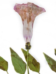 Ipomoea shumardiana