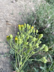 Senecio serra