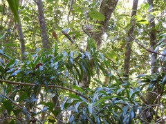 Dracaena angustifolia