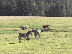 Equus zebra