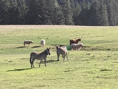 Equus zebra