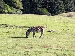 Equus zebra