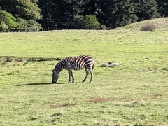Equus zebra