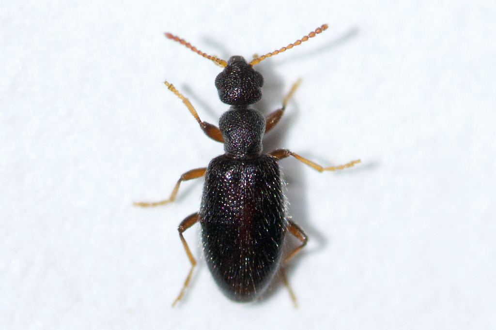 Sapintus