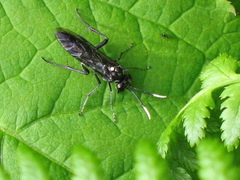 Macrophya trisyllaba