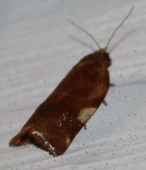 Clepsis persicana