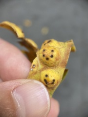 Insecta