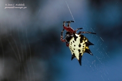 Gasteracantha sanguinolenta