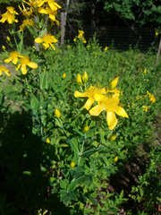 Hypericum ascyron pyramidatum