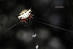 Gasteracantha sanguinolenta