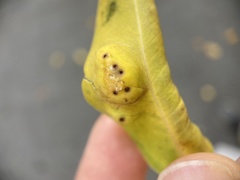 Insecta