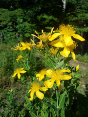 Hypericum ascyron pyramidatum