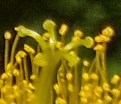 Hypericum ascyron pyramidatum