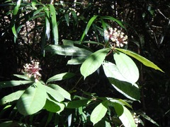 Pittosporum rubiginosum