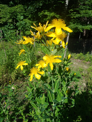 Hypericum ascyron pyramidatum