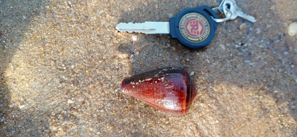 Fig cone