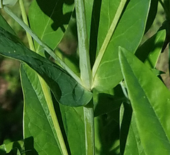 Hypericum ascyron pyramidatum