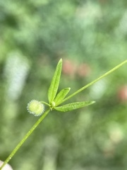 Galium bifolium