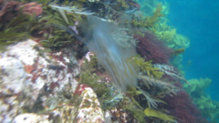 Xiphophora chondrophylla