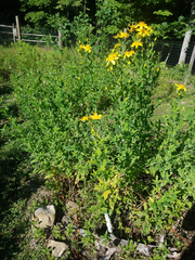 Hypericum ascyron pyramidatum