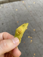 Insecta