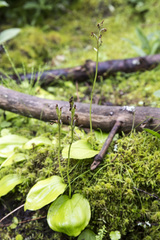 Galearis rotundifolia