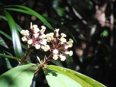 Pittosporum rubiginosum