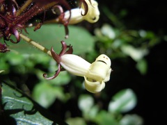 Pittosporum rubiginosum