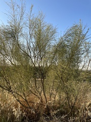 Retama sphaerocarpa