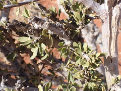 Boscia foetida