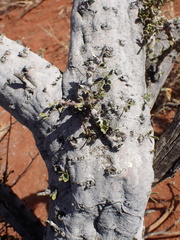 Boscia foetida