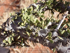 Boscia foetida