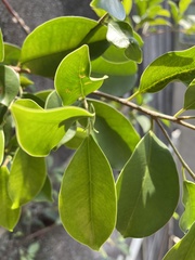 Ficus microcarpa microcarpa