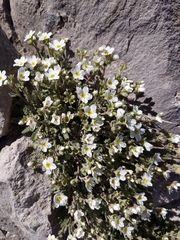 Polemonium pulcherrimum shastense