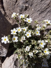 Polemonium pulcherrimum shastense
