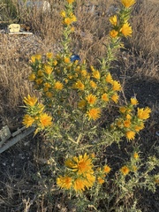 Scolymus hispanicus