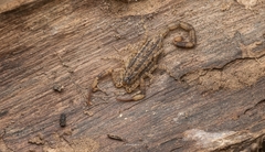 Isometrus maculatus