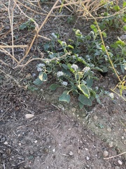 Heliotropium europaeum