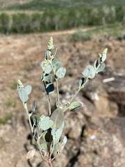 Chenopodium atrovirens
