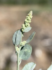Chenopodium atrovirens