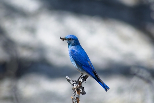Mountain Bluebird (Sialia currucoides), photo 8