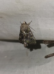 Oligia chlorostigma