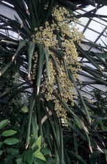 Dracaena bueana