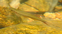 Devario