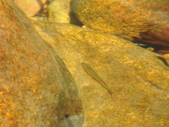 Devario